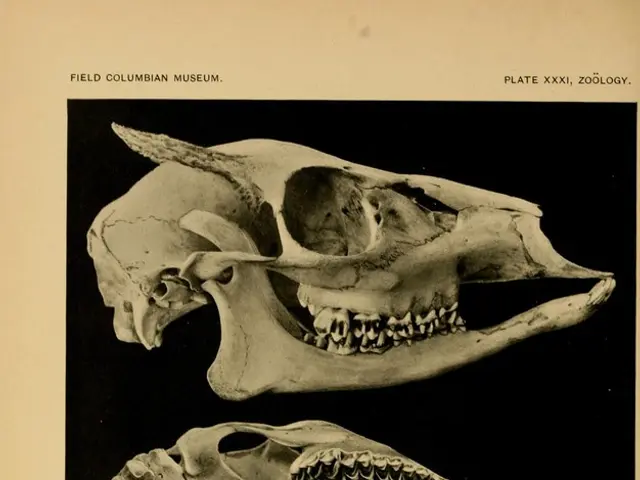 Adaptation of Neurons Post-Injury: Unraveling Neuroplasticity's Role in Healing