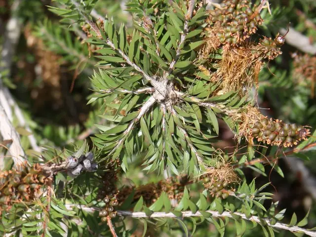 Weight Loss Friendly Fruits: Exploring Varieties, Advantages, and Potential Concerns