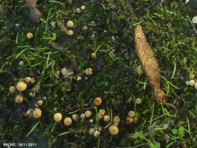 Australia's dedication to building a digital financial structure based on tokens, known as the...