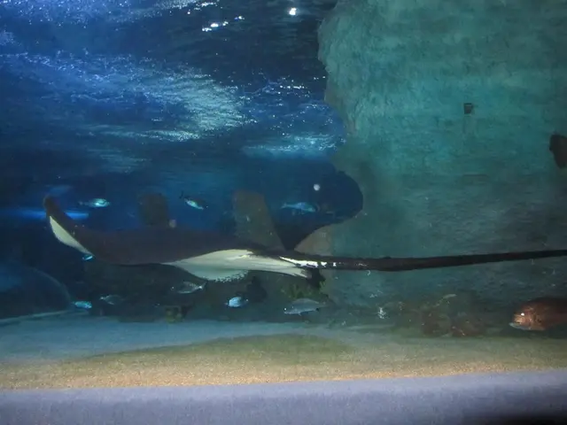 Increase in Stingray Encounters in Seal Beach: Tips for Prevention and Relief from Sting-Related...