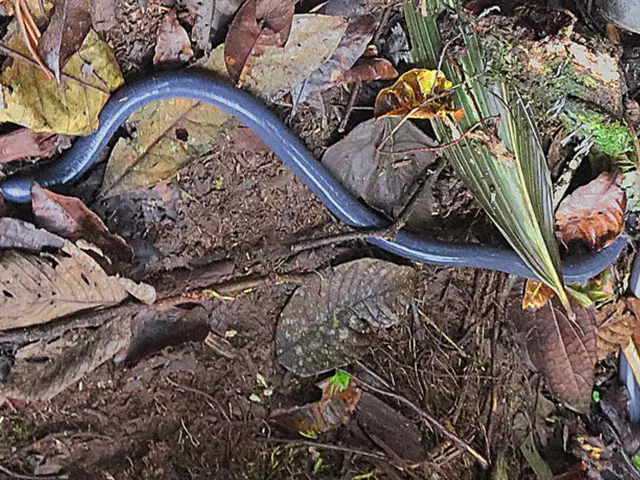 Rare Species Stages Spectacular Revival in the Galápagos Islands