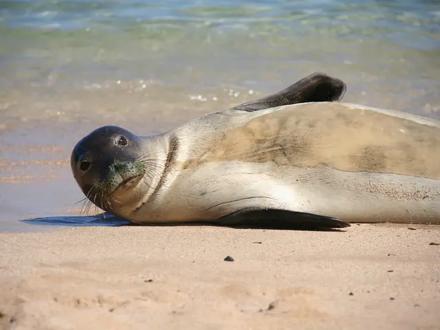 Contamination of Lake Tahoe beach due to E.coli spike after sewage overflow incident
