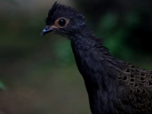 Delving into the Realm of Avian Nourishment Enhancements