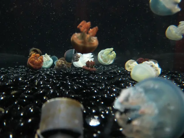 Dangerous box jellyfish inhabit coasts near Table Mountain, South Africa, possessing one of the...