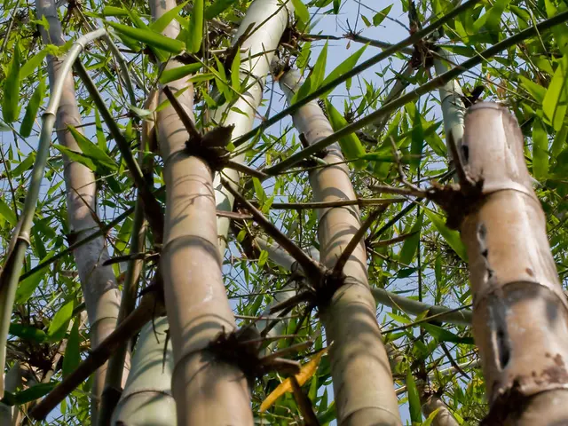 Bamboo Spine Analysis: Recognizing signs, origins, and remedies, with emphasis on X-rays