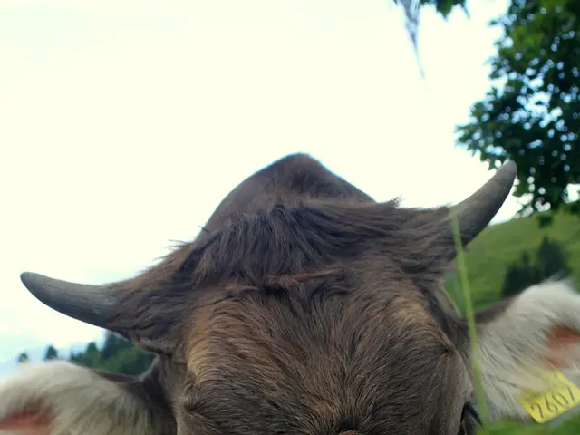 Methane Emanations: Emissions Traced Mainly to Bovine Belching, Not Flatulence