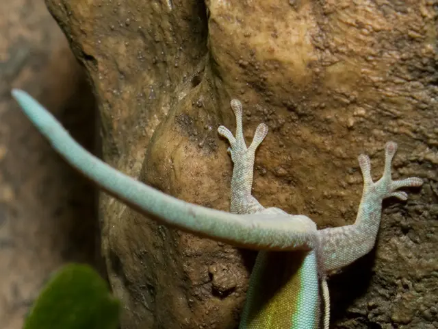 Band member of The Jesus Lizard faces a severe health crisis, causing the band to cancel their...