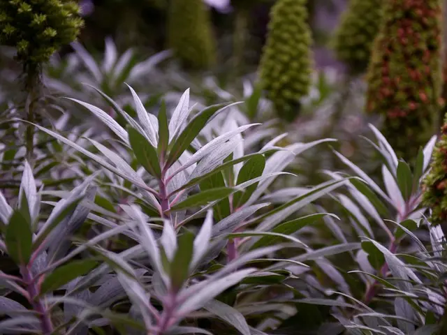 "Hidden Vegetation: A Guide to Cryptic Flora Known As 'Bukalemun'"