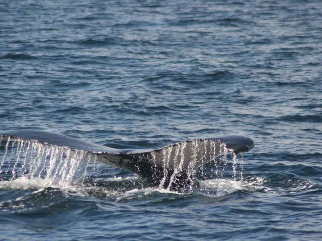 Achieving Success's Unusual Apprehension: Exploring the Jonah Complex