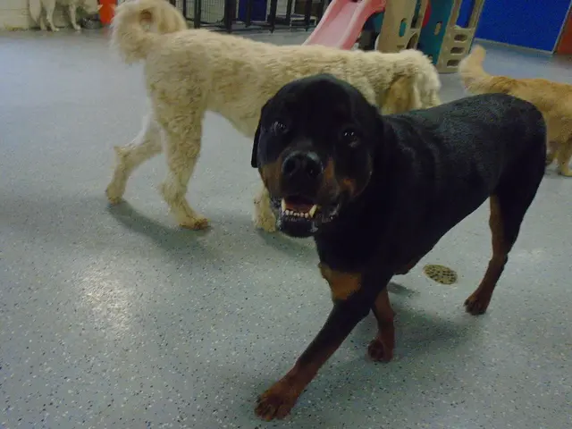 Discovering and Managing Fleas: A Guide on Recognition and Elimination