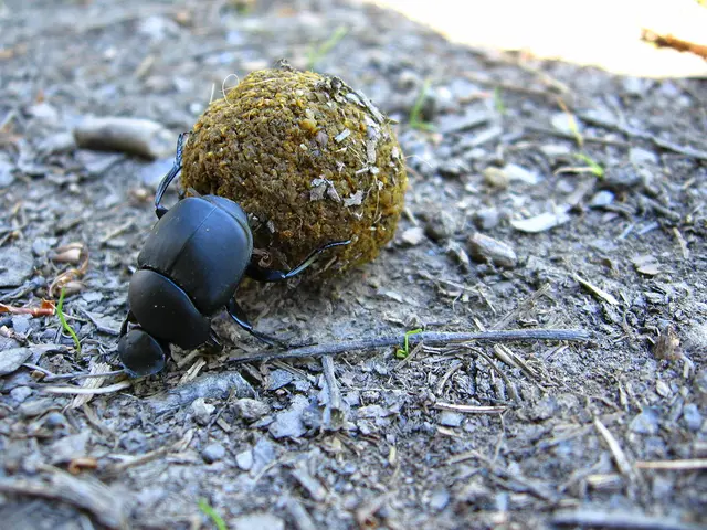 Information on Acheta Protein: Understanding the Nutritional Aspects of Consuming Crickets