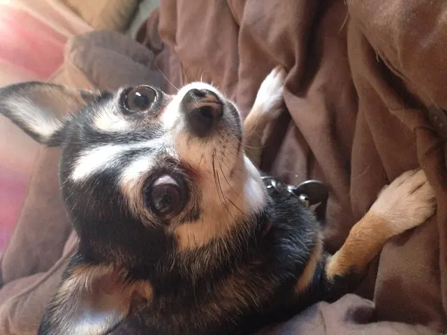 Can pooches suffer from pimples?