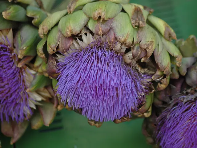 Artichoke's advantages for skin health: counteracting solar damage and early aging signs