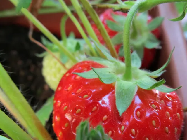 Strawberry Affliction: Phomopsis Leaf Decay and Fruit Rot