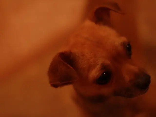 Vaccination Review for Canine DHPP Conducted by Veterinarian Catherine Barnette, DVM and Certified...