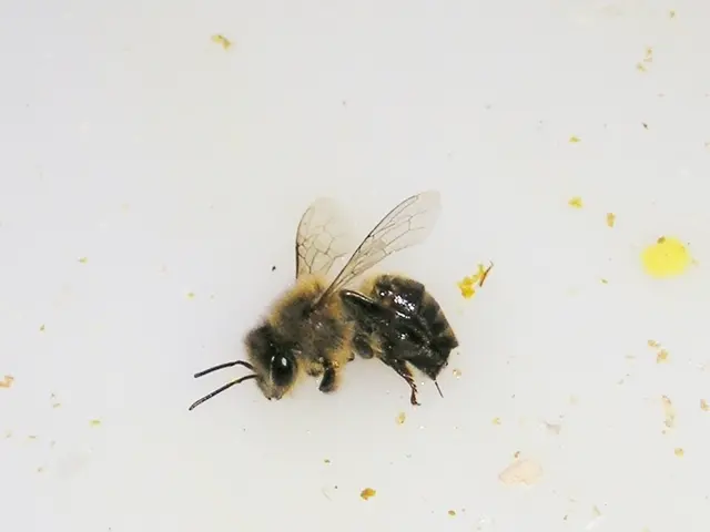 Infestation: Hornets and wasps create nuisance in Karlsruhe city