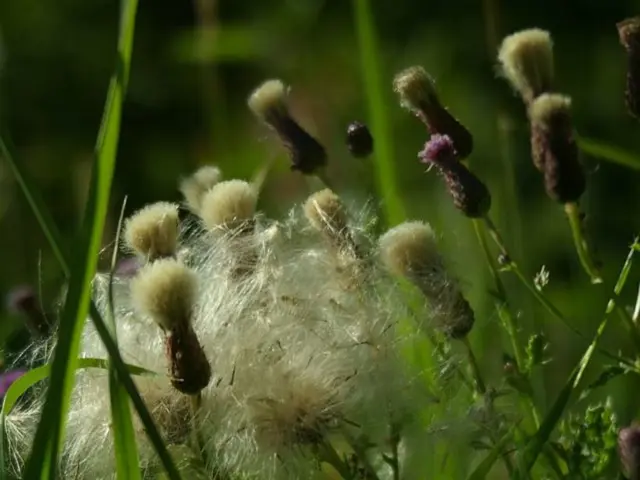 Applying Fertilizers in High Temperatures May Negatively Impact Plant Growth