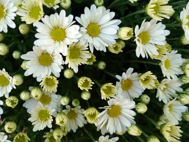 Advantages of F1 Hybrids Unveiled: Insight into Their Robustness and Resilience