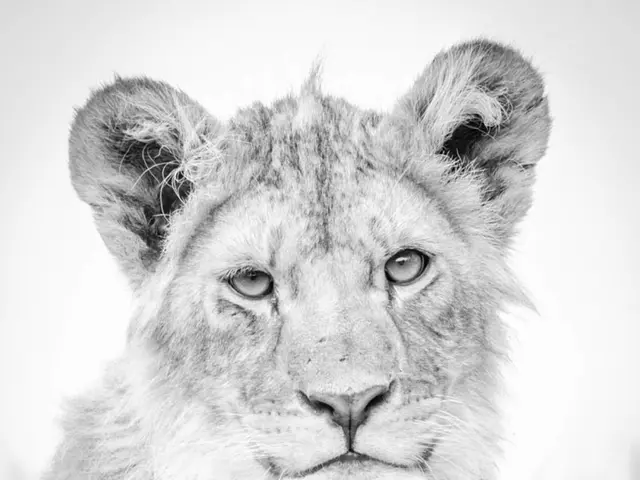 Difficulty in Tiger Reproduction Reported in Siberian Forests