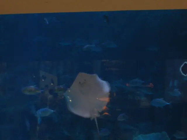 Temporarily Escaped Endangered Fish Seek Shelter from El Niño at Birch Aquarium, Scripps