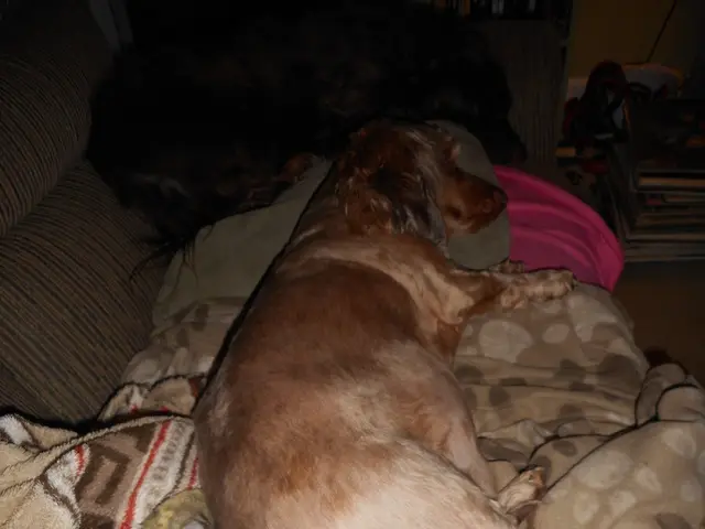 Brainstem's Hidden Controller: Regulator of Sleep and Awareness