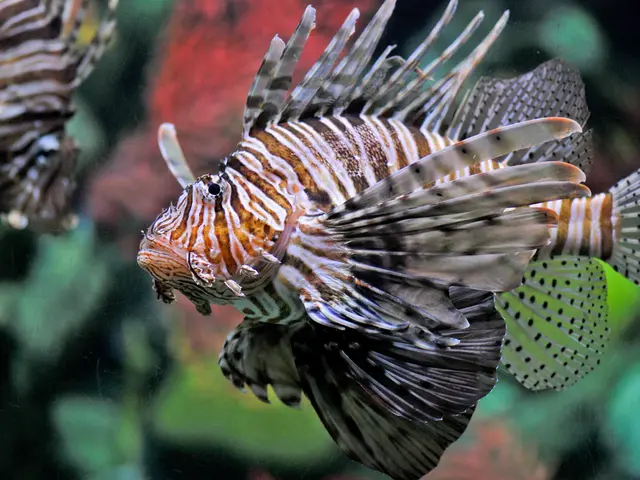 Encounter Naeem Willett, Marine Biologist Specializing in Fish Species
