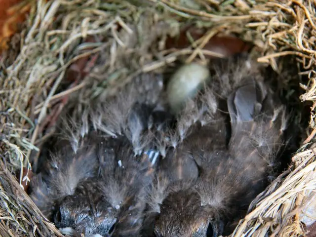 Juvenile Cowbirds Seek Guidance from Mature Females for Social Growth and Development