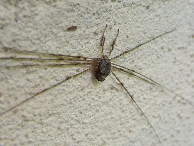 A Brown Recluse Bite: Understanding the Venomous Bite of a Brown Recluse Spider