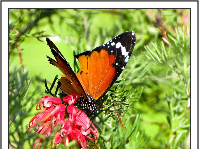Guide for Supporting Monarch Butterflies: Actionable Steps You Can Take