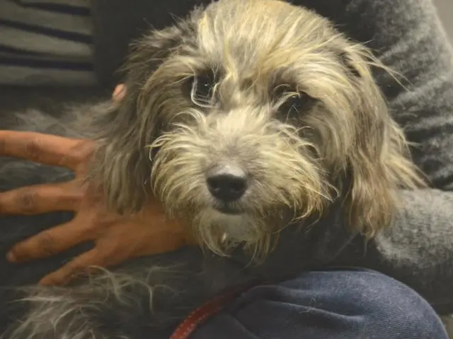 Dogs exhibiting excessive excitement? Training expert discloses an unexpected action that may...