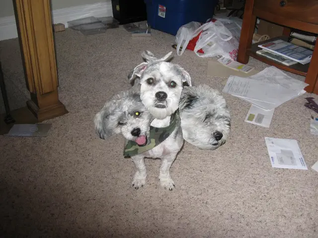 Unmistakable Methods Canines Employ to Decipher Your Emotional State