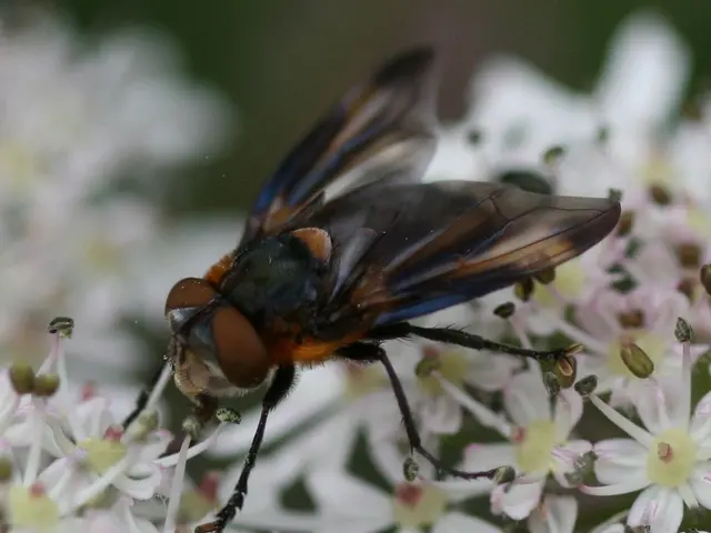 Homemade fly spray for horses: A vet offers safety guidance