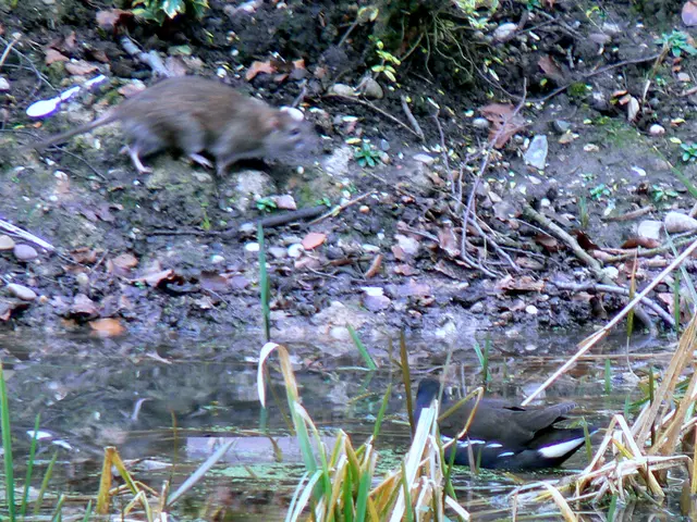 Introducing a Problem: Backyard Rats Lured by Bird feeders - Practical Strategies for Dissuading...