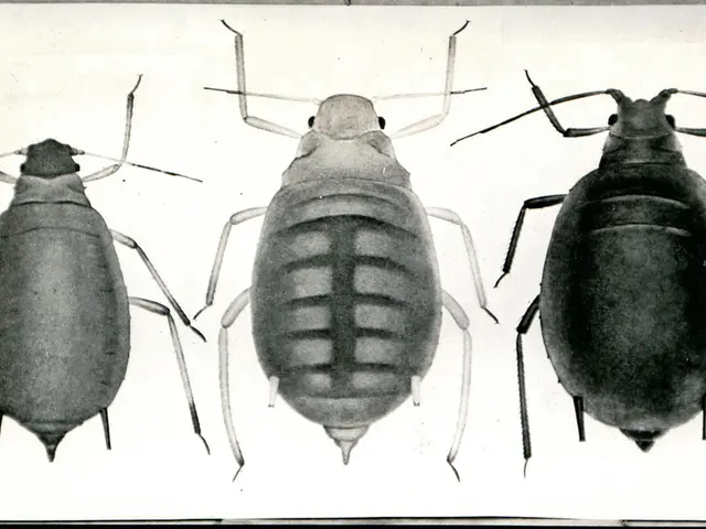 Hospital under investigation following public disclosure of a video showcasing cockroach...