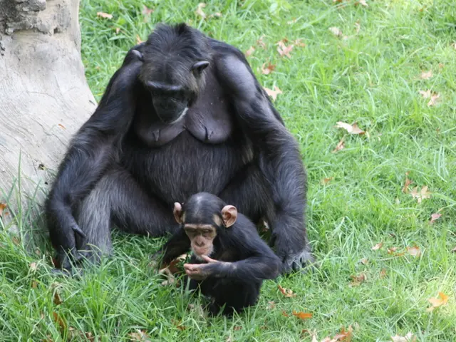 Daily Alcohol Consumption by Chimpanzees Observed in Study