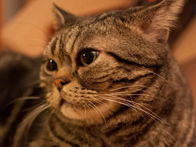Exploring Cat's Therapeutic Benefits through Three Compact Documentaries: Sheba's Insight