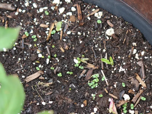 Essential Soil Nutrient Absorption: The Fundamental Process of Nutrient Taking Up by Plants