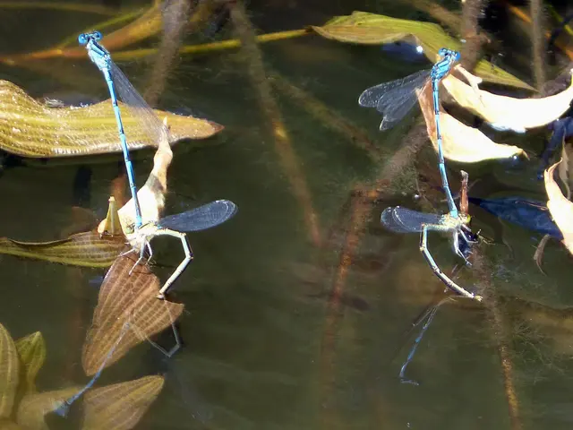 Adolescents actively ensure continuation of colossal water insects in dietary options