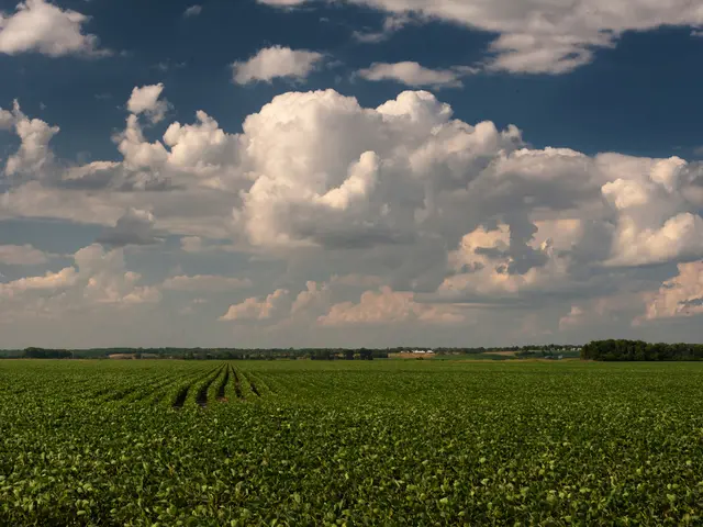 Nature's visual impact: A study on eye-tracking finds improvements in well-being through focusing...