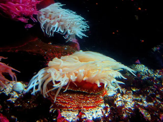 Discoveries uncover that Brazilian brain coral maintains elevated carbon content, according to...