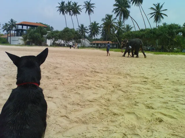 In the foreground of the image there is a dog. At the bottom of the image there is sand. In the...