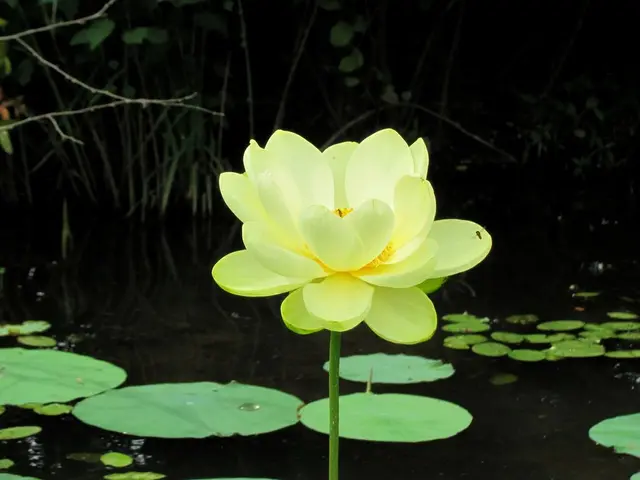 It is a beautiful lotus flower in yellow color. At the bottom there are lotus leaves in this water.