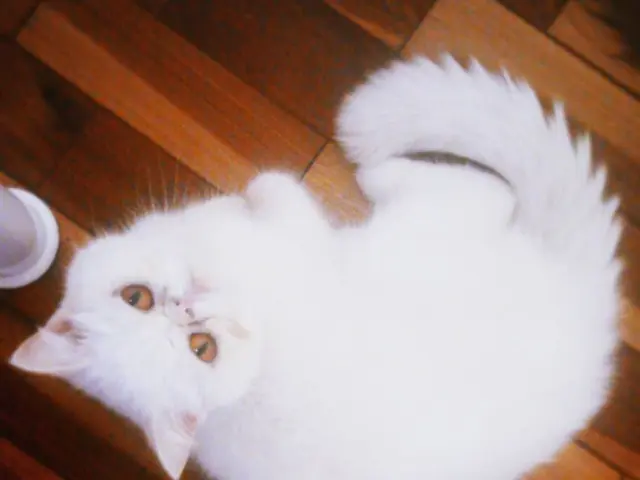 Here in this picture we can see a white colored cat present on the floor over there.