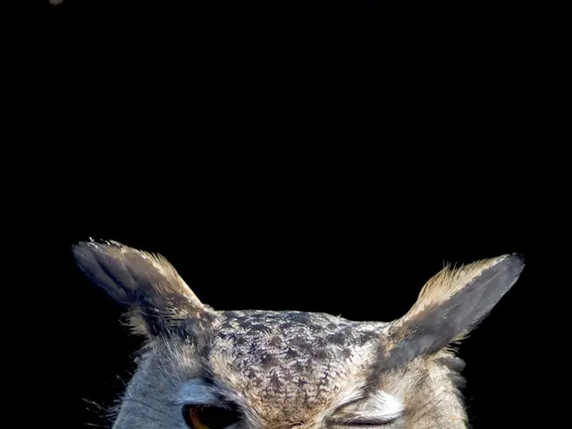 In this image there is an owl. The background is dark.