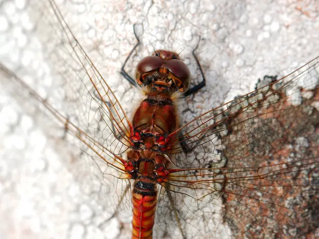 There is a dragonfly in the center of the image on a surface.