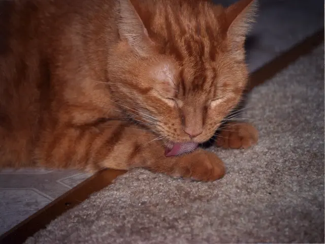 This image consists of a cat, which is in brown color. It has ears, eyes, nose, tongue, whisker,...