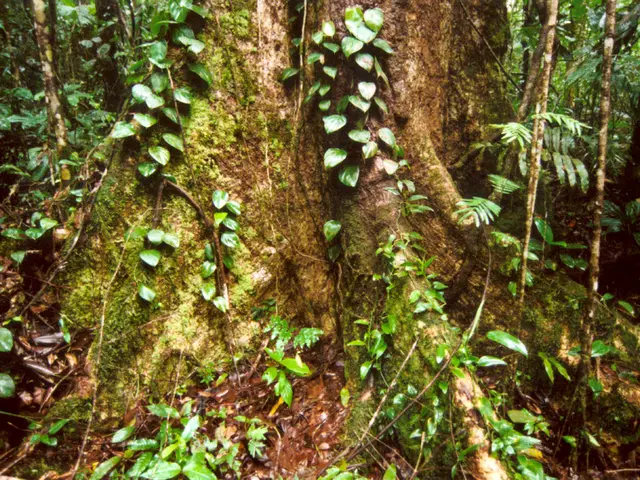 In this image there are leaves, branches, roots and grass.