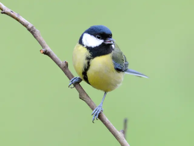 In this picture we can see a bird on the stem.