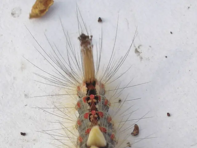 In the picture I can see an insect on a white color surface and here we can see some dust...