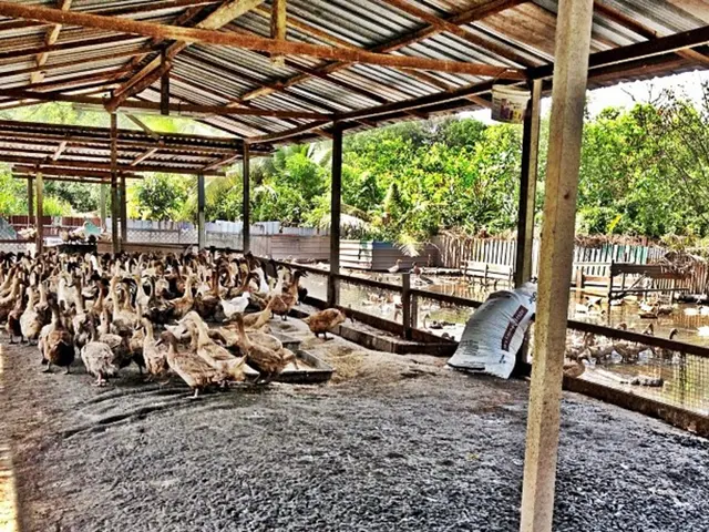 In this picture I can see some birds under the roof, side I can see some birds and trees.